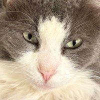 CharCharD (@charchar0129) 's Twitter Profile