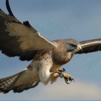 Jim Hawk (@jimhawk67327371) 's Twitter Profile
