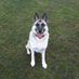 Canine Health and Fitness (@k9healthfitness) Twitter profile photo Canine Health and Fitness (@k9healthfitness) Twitter profile photo