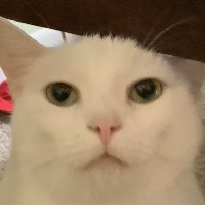 Evie WonderCat 🐈 #ZSHQ Captain, Owner of @Takoma22D Occasional appearances by Angel Scarlett 🌈😇🐈 original #FelineChairThief of WashingtonDC 🇺🇸