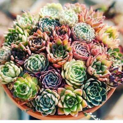 yumtaniku02's profile picture. 遮光頑張ります✨

数年前の夏に焼けでほぼ全滅させてしまってから多肉から離れていましたが、2025冬から少しずつ寄せ植えを作り始めました(⁠ʘ⁠ᴗ⁠ʘ⁠✿⁠)
元の多肉アカウント（yum）に入れなくなり‥新たな出発です💨

無言フォローすみません〜多肉垢以外はフォローバックしませんごめんなさい