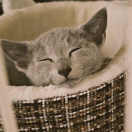 母、私、🐈⬛の三人暮らし。
ロシアンブルー2024.11.29生まれ♂🐾
🐈⬛くんの成長記録✨
無言フォロー大歓迎🙌無言フォロー失礼します🙇♀️