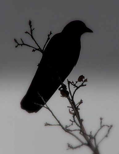 Tell me what thy lordly name is on the Night's Plutonian shore!'
Quoth the raven, `Nevermore.'