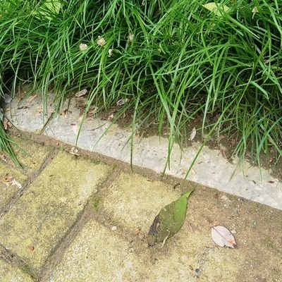 TianZhen45412's profile picture. 天真的自己留给更好的你