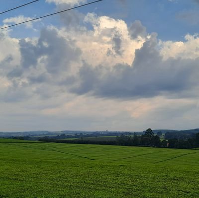 KemboiSiele's profile picture. Agronomist// Elite Stock Production // crop science.//Floriculture.