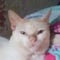 JUSTINEBOI145 (@boi14529706) 's Twitter Profile Photo JUSTINEBOI145 (@boi14529706) 's Twitter Profile Photo
