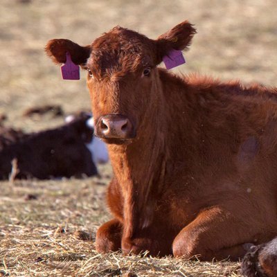 _bos_taurus's profile picture. moo.