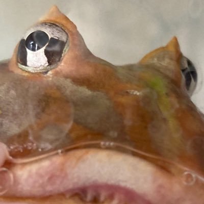 amanitaspots's profile picture. I’m still not funny | formerly @reverie_lagoon