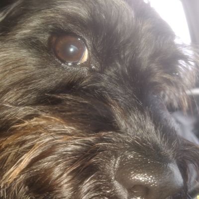 Jason2027949602's profile picture. piggy