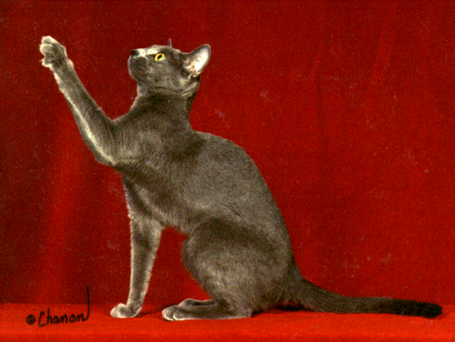 Greycatter's profile picture. 