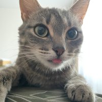 Семён Олегович (@semmko) 's Twitter Profile