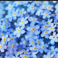 Blank (@blankblinkie) 's Twitter Profile