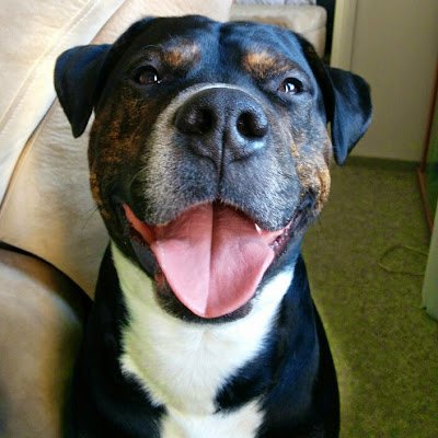 SamGoldxPenny's profile picture. ↗️Rottweiler x Dogo argentino↖️

$PENNY 🪙

https://t.co/ZCfNkeiZny 
10% OFF on trading fees!

https://t.co/k5BcnQcra8
35% cashback