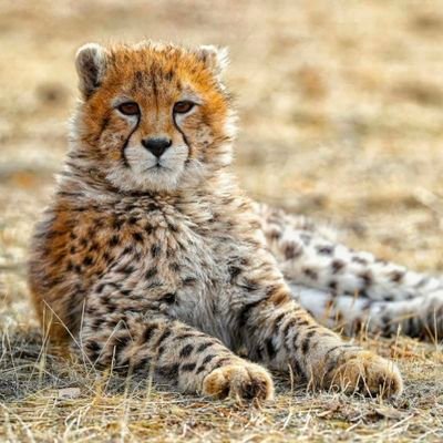 seyed937988's profile picture. 