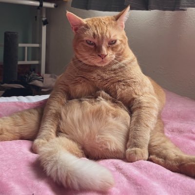 strvngbambi's profile picture. edtwts loudest girl, tw im actually fat -62lbs