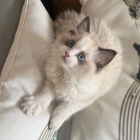 SpruceGoose (@blueheronmemo) 's Twitter Profile