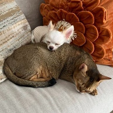 misoajinogamu's profile picture. 前のアカウントはお亡くなりになりました。