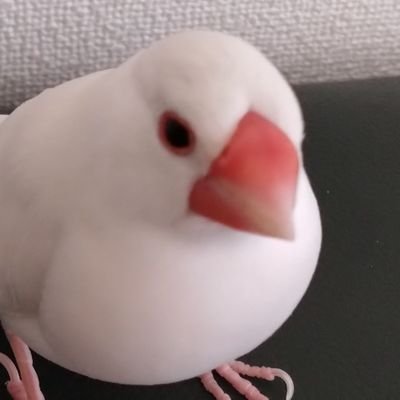 xxshellie_mayxx's profile picture. AWSの資格取れってよ
毎日げんき 文鳥が好き

●転職は考えておりません●