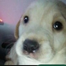 SILVANAMONTERR3's profile picture. Colombia Bogotá 29 años de edad