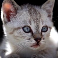 ROYAL 🐝 (@mimi93749667) 's Twitter Profile Photo