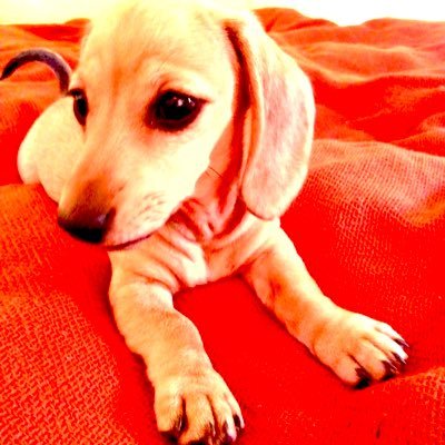 I2359zllwmkniz's profile picture. 美しく強く平和な日本を子供の代に引き継ぎたい🇯🇵絶対に諦めない🇯🇵総裁選で高市大臣を推したいので自民党員に。🎊夢が叶いました🎊DMは見ません。不法違法触法外国人問題で活動して下さる議員さんを党を超えて応援しています。怒りのポストは誤字脱字多くてすみません。