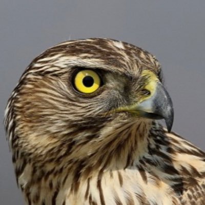 ummae_ummae's profile picture. 한반도의 조류