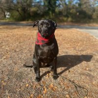 SteveB (@steve_defend) 's Twitter Profile Photo