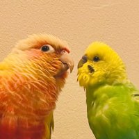 はぷ (@n_y_parakeet) 's Twitter Profile