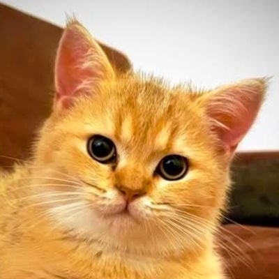 RaniRachmatiya's profile picture. 