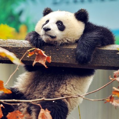 luna72moonlight's profile picture. خوابم میاد