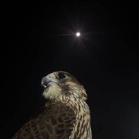 غيث (@l__9j) 's Twitter Profile