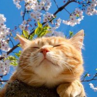 ɢᴀᴛᴛᴏ sᴛᴀɴᴄᴏ 😾 (@borgodidio) 's Twitter Profile