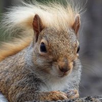 squirrel (@squirrel_djt) 's Twitter Profile