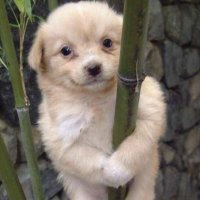 lua vendedora de bambu (@darlingcore) 's Twitter Profile