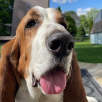 Chief the Basset Hound (@chief_a_rooney) 's Twitter Profile Photo Chief the Basset Hound (@chief_a_rooney) 's Twitter Profile Photo