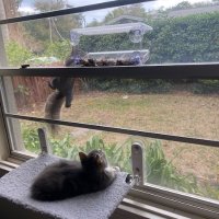 gertrude phillips (@cuddlesmickyeti) 's Twitter Profile