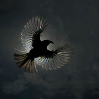 onchainbomber's profile picture. just early never wrong