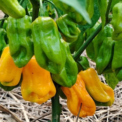 Agronomist/Soil Scientist/Environmentalist/Agribusiness Expert /Research and Innovation in Agriculture