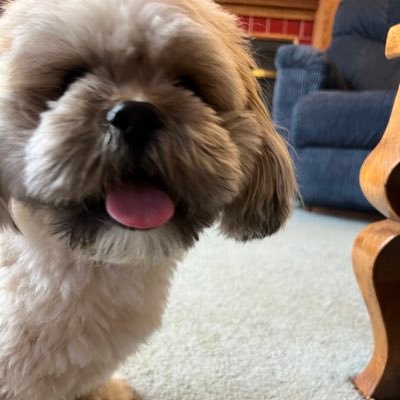 No one I know in real life likes my kind of music - Here to geek out about great bands, especially Linkin Park!
Physical Therapist
Dog Lover (My pup = Moose)
