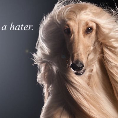 rotayviolenta's profile picture. 