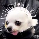 octarodidae's profile picture. 🎶 haciendo speedrun para que el inadi me denuncie