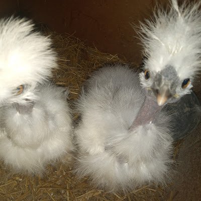 clfarmsfl34205's profile picture. 