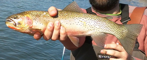 Just a couple of guys that love to fly fish and spend alot of time on the waters of Western Montana.. Just want to share, learn and try new stuff in #flyfishing