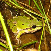 Biodiversidad de Guanajuato 🐸 (@bioguanajuato) 's Twitter Profile Photo Biodiversidad de Guanajuato 🐸 (@bioguanajuato) 's Twitter Profile Photo