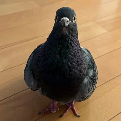 おじいちゃん鳩あさひとの日常🐦毎日元気におねだり🥸