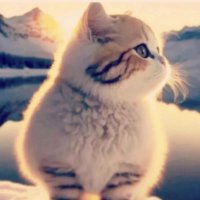 soleradar (@thesoleradar) 's Twitter Profile