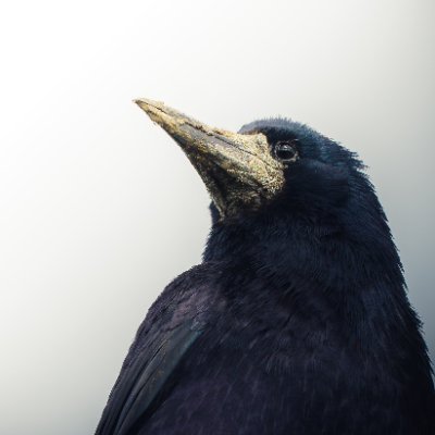 JonnyBowden69's profile picture. Losing my life saving in shitcoins