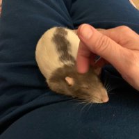 DeniseRenee (@peeps428) 's Twitter Profile