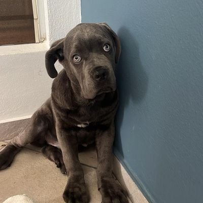 DennisAlbinoMat's profile picture. CEO