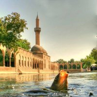 Şanlıurfa Haber Merkezi (@urfahabersayfa) 's Twitter Profile